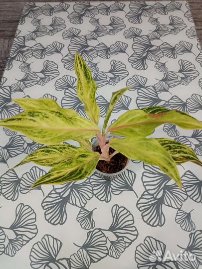 Аглаонемы тайские