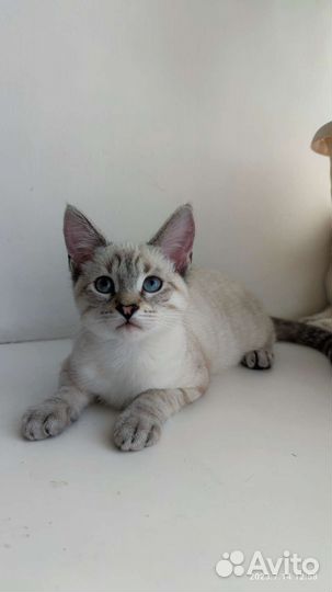 Тайские котята