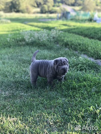 Щенки шарпея разных окрасов