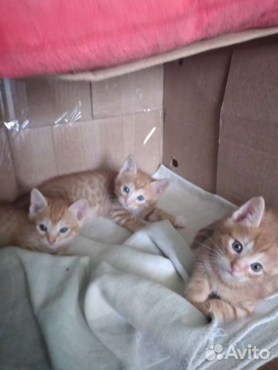 Котята в добрые руки мальчики