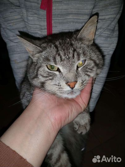 Молодой котик в добрые руки