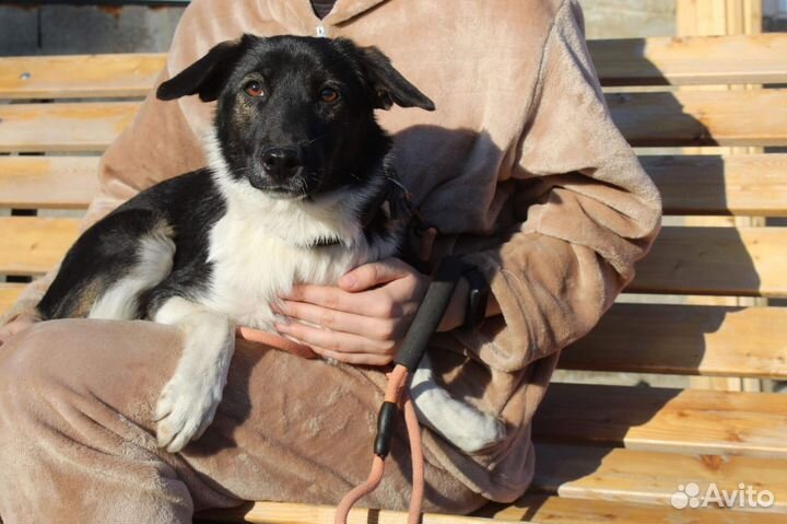 Собака в добрые руки