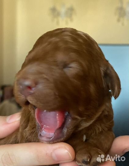 Малый пудель щенки