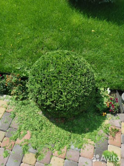 Озеленение и благоустройство участка