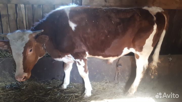 Телята, корова