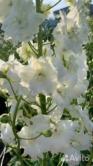 Дельфиниум белый