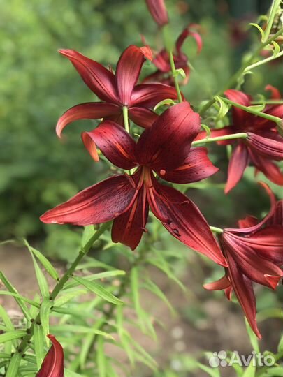 Лилейники. Лилии