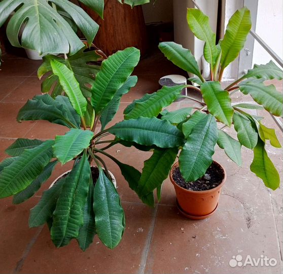 Молочай 2 шт., отдаю