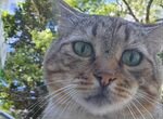 Кот с чудесными глазами ищет дом