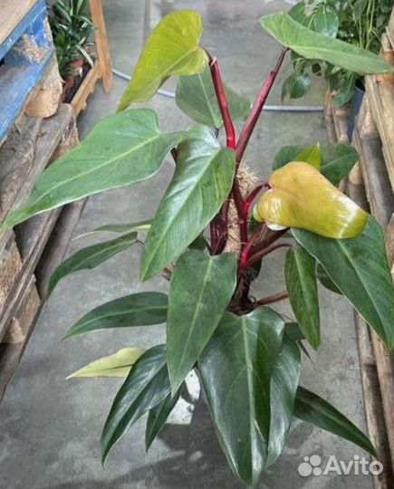 Филодендрон Мандианум