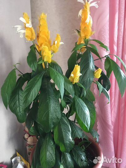 Пахистахис