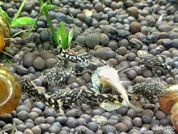 Аквариумные рыбки Анциструсы