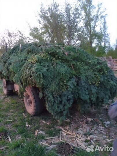 Пихтовое масло, цена за литр