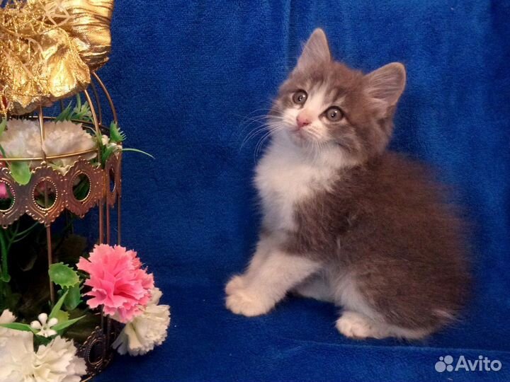 Котенок мальчик