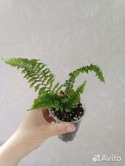 Папоротник нефролепис Кардитас