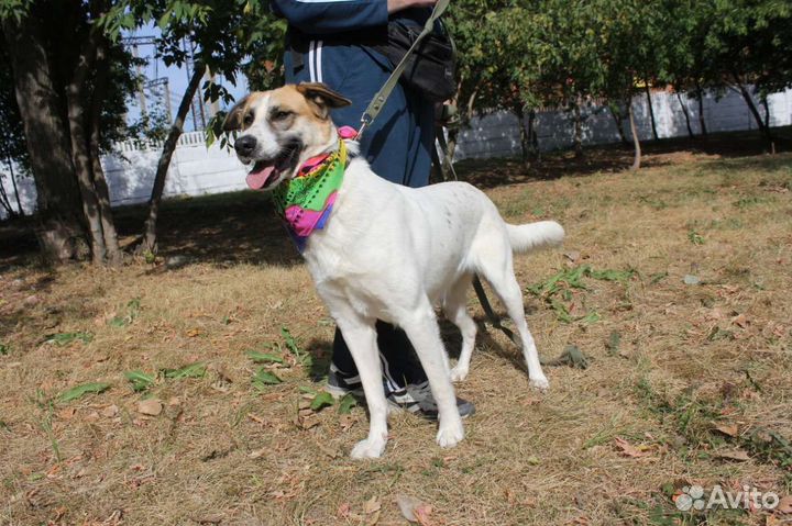 Маленькая собака в добрые руки