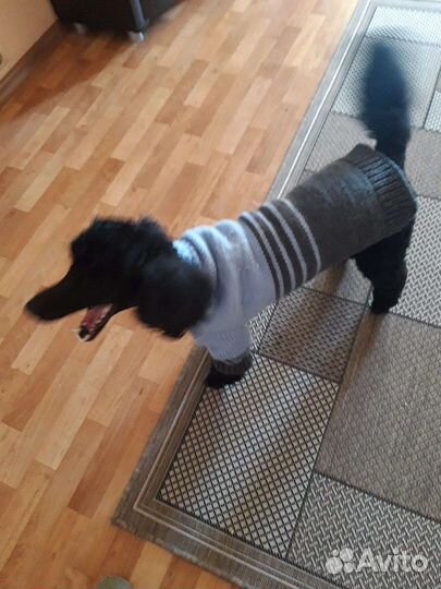 Вязание костюмов для собак