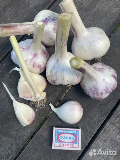 Чеснок на семена