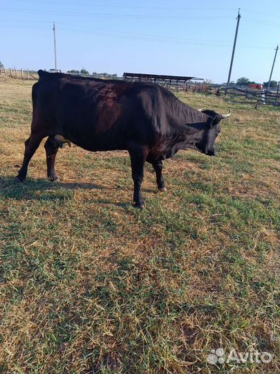 Корова с теленком