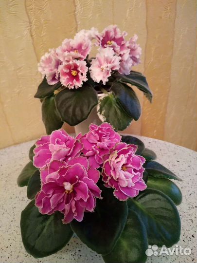 Черенки сортовых фиалок