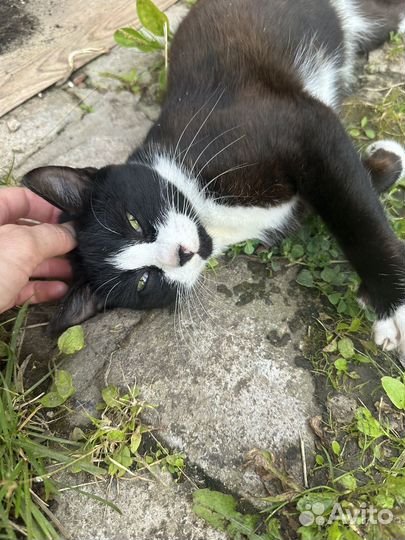 Ласковая кошечка
