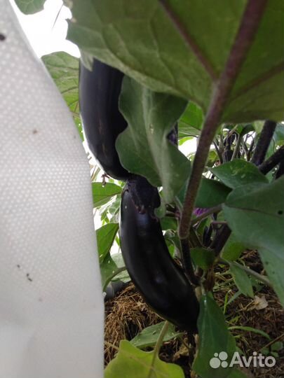 Рассада баклажан