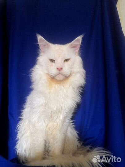 Мейн-кун шейдед вязка