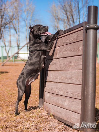 Услуги кинолога