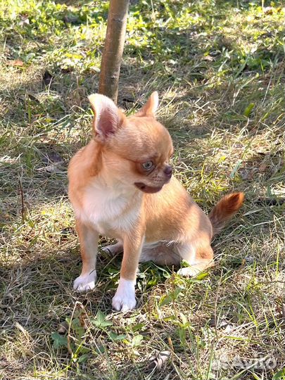 Чихуахуа мальчик