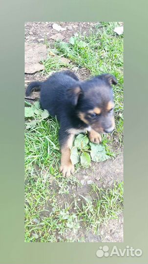 Собаки