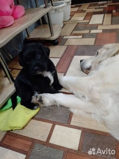 Щенки ретривера