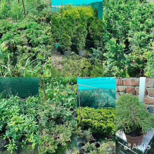 Хвойные растения