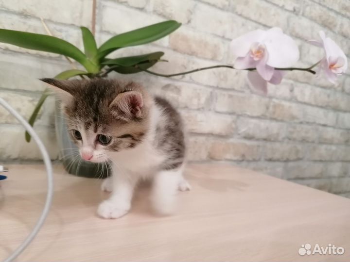 Кошка