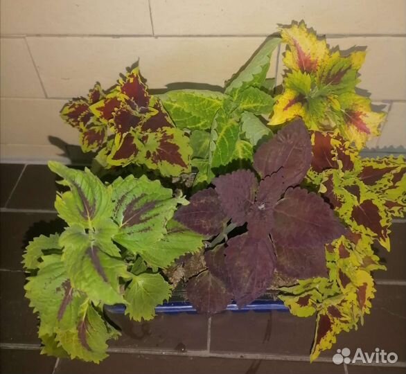 Колеусы вегетативные селекционные