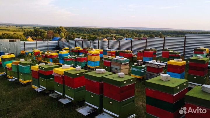 Мёд 2023 от пчеловода.Предзаказ