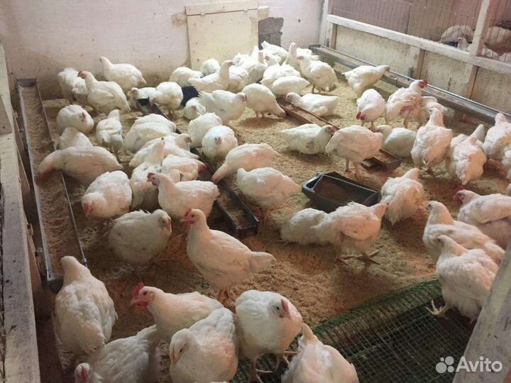 Продажа птицы