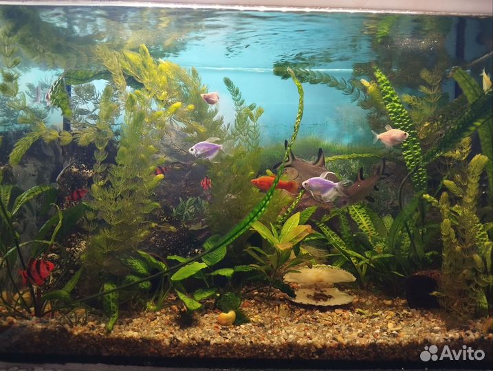 Аквариум со всем содержимым