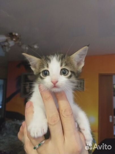 Котёнку нужен дом