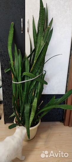 Сансевиерия Тешин язык