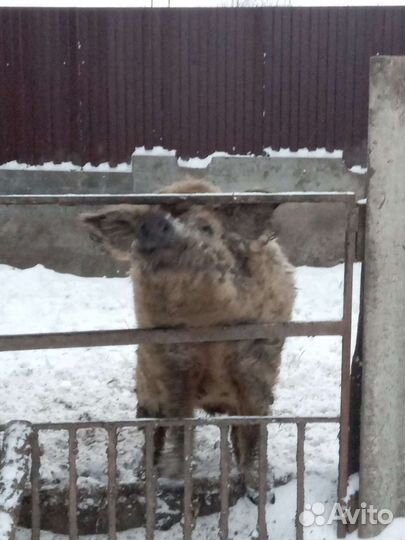 Чистопородный хряк венгерской пушистой мангалицы