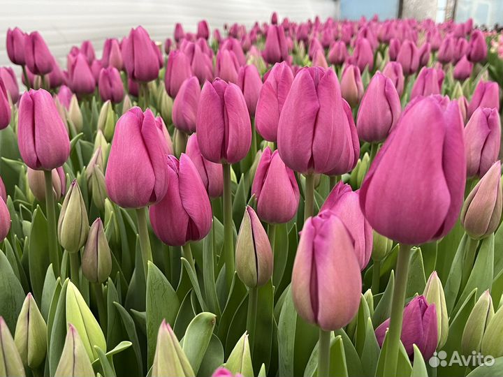 Луковицы тюльпанов для выгонки опт