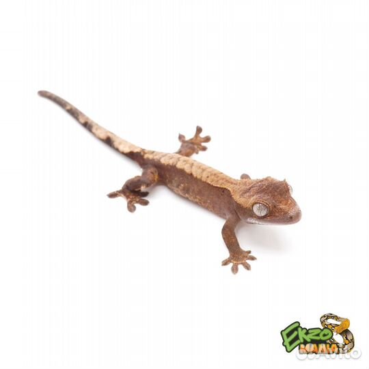 Реснитчатый бананоед