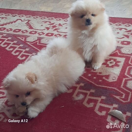 Щенки шпица