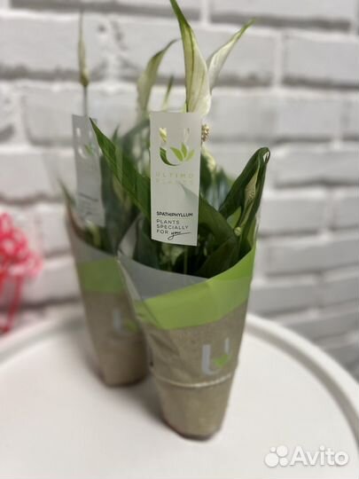 Спатифилум 36 см