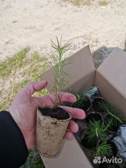 Сеянцы сосны обыкновенной окс от производителя