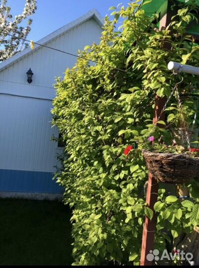 Актинидия коломикта, фундук