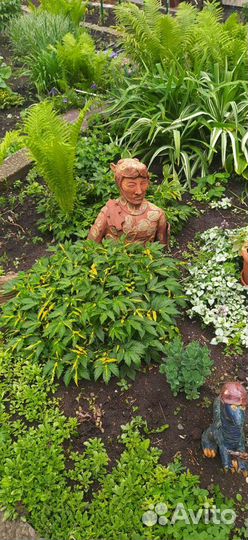 Многолетники, много разных растений