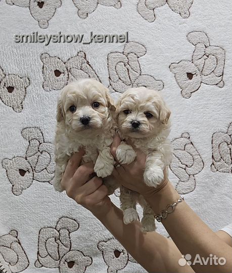 Maltipoo F1 мини мальчики