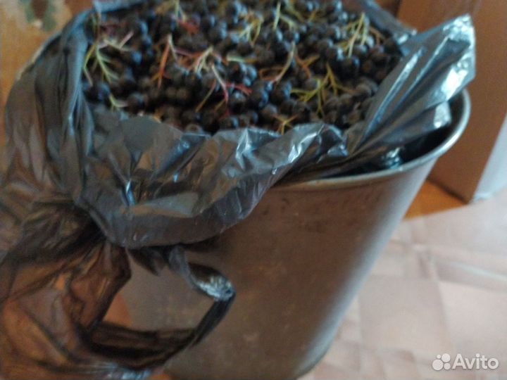 Черноплодная рябина