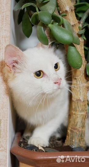 Котик ищет дом